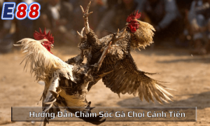 Hướng dẫn chăm sóc gà chọi cánh tiên đúng cách